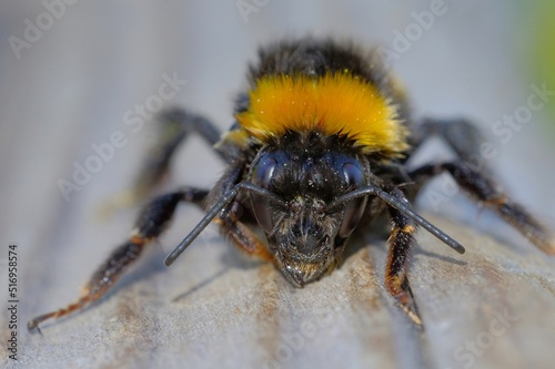 insect hymenoptera of the bee family, bombus
