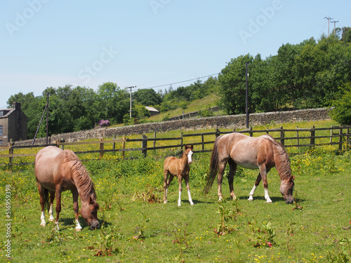 a brown horses in a meadow with a foal surrounded by summer countryside
