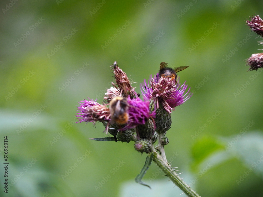 Fototapeta premium bee on a flower