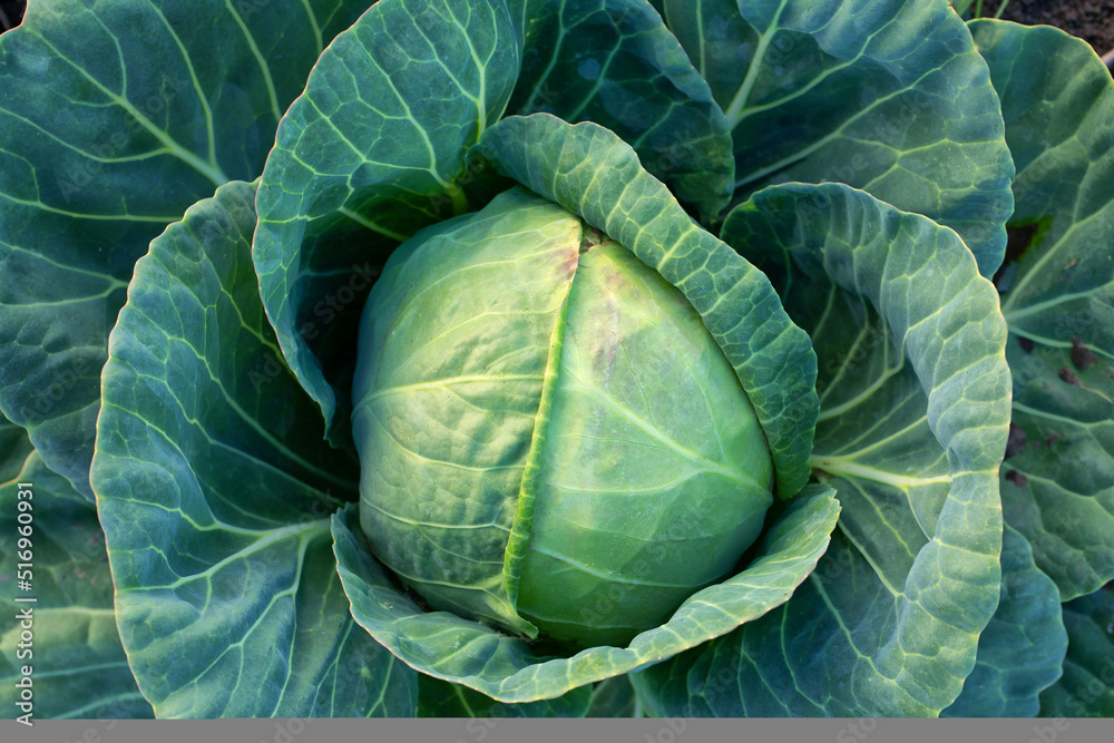 Fototapeta premium Fresh green cabbage, vegetarian food, natural background.