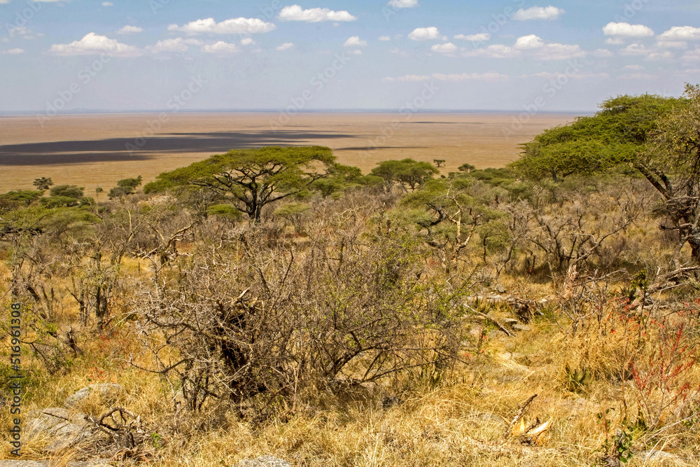 Fototapeta premium Landscape Serengeti