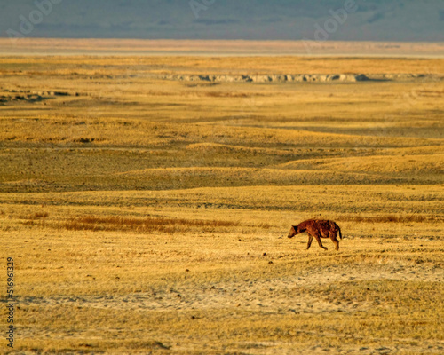 Hyena Ngorongoro Tanzania