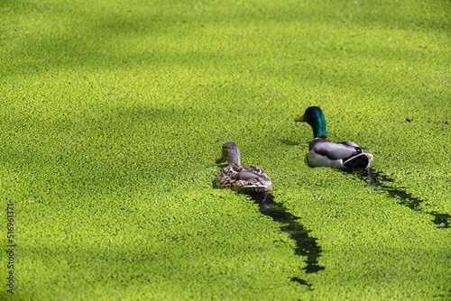 two ducks swimming through duckweed