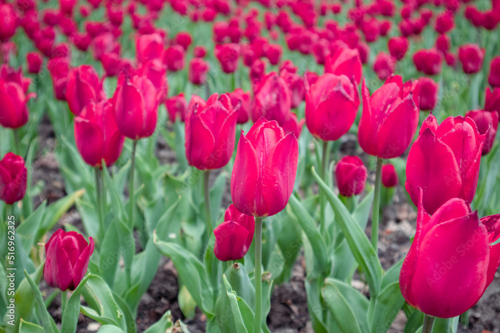 Red pink tulips flowers with green leaves, flower bed close-up, spring bloom with blurred background. Romantic fresh botanical meadow foliage Red pink tulips flowers with green leaves, flower bed close-up, spring bloom with blurred background. Romantic fresh botanical meadow foliage