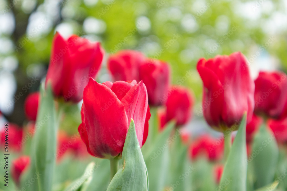 Red tulips flowers with green leaves close-up, spring bloom with blurred background. Romantic fresh botanical meadow
