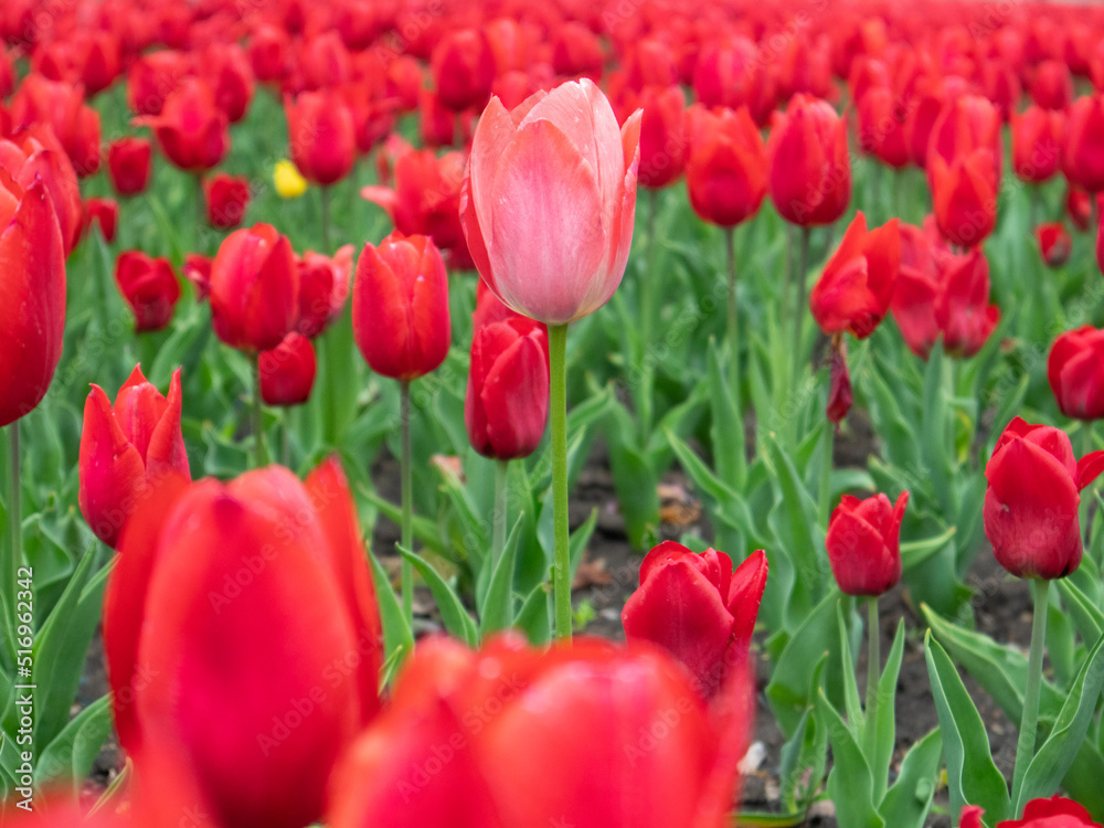 Pink tulip flower on red tulips field, flower bed close-up, spring bloom with blurred background. Romantic fresh meadow foliage