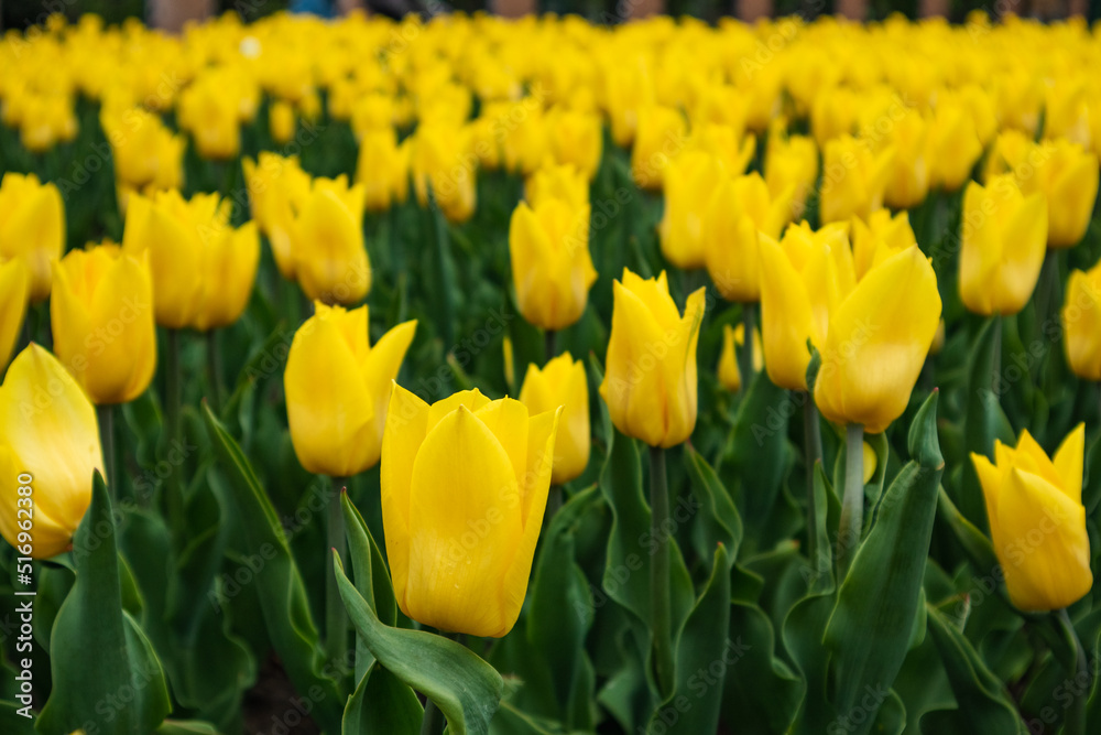Yellow tulips with green leaves, flowers field close-up with blurred background, spring blossom. Romantic botanical meadow foliage Yellow tulips with green leaves, flowers field close-up with blurred background, spring blossom. Romantic botanical meadow foliage