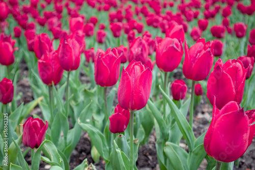 Red pink tulips flowers with green leaves  flower bed close-up  spring bloom with blurred background. Romantic fresh botanical meadow foliage