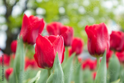 Red tulips flowers with green leaves close-up  spring bloom with blurred background. Romantic fresh botanical meadow