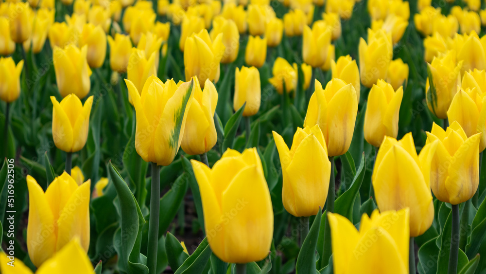 Yellow tulips with vivid green leaves, flowers field close-up with blurred background, spring blossom. Tender botanical meadow