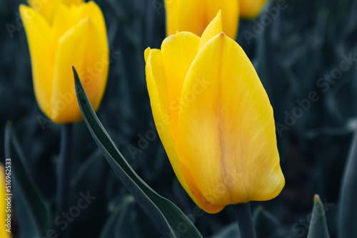 Yellow tulip in dark leaves  flower close-up view with blurred background. Moody botanical foliage in spring garden