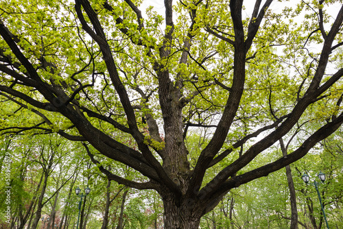 Big old oak tree with light green young leaves in spring city park. Look up through long tree branches of a tree
