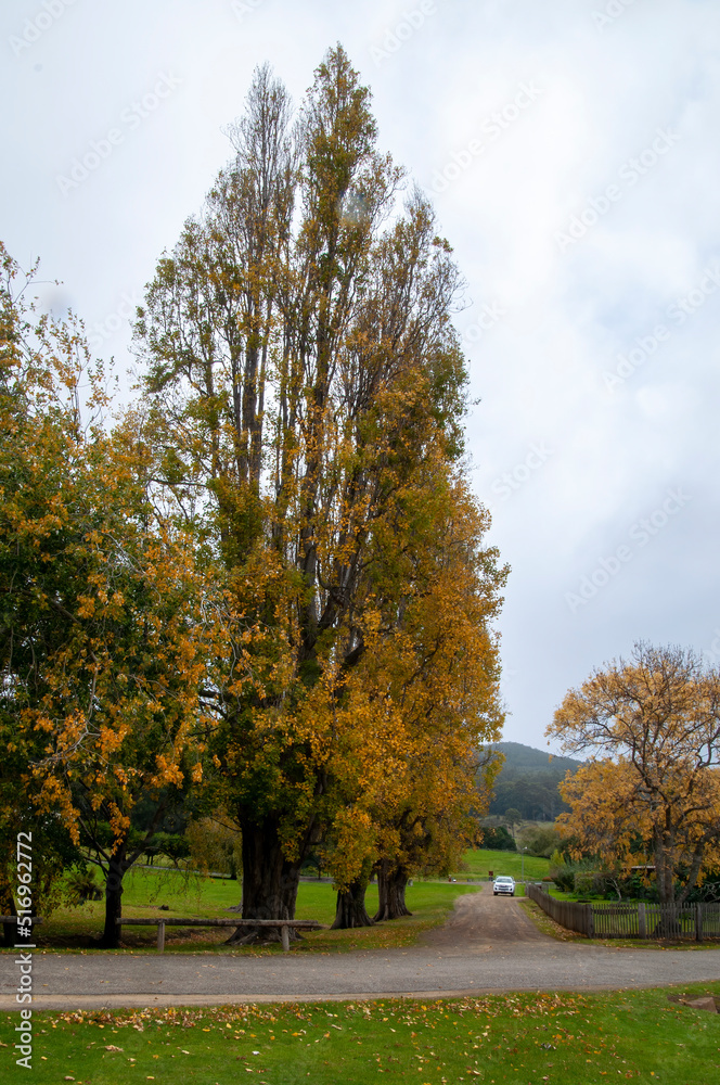 Naklejka premium Tasman peninsular Australia, autumn rural scene with poplar trees loosing golden leaves