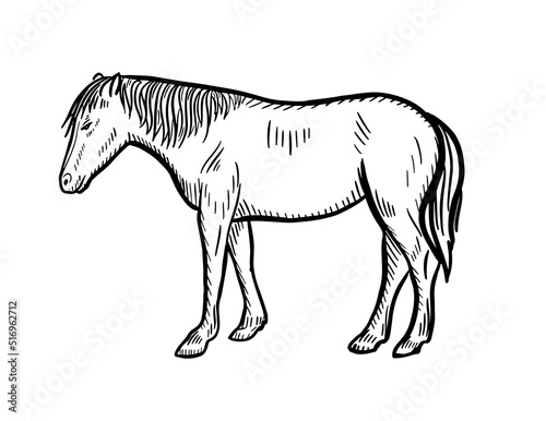 Sketch illustration of horse, doodle hand drawn.Farming. Livestock, vector illustration