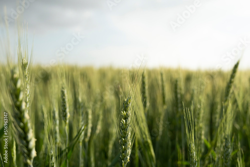Wheat field  agricultural green wheat field background. Selective focus on wheat ear. Beautiful landscape wallpaper. 