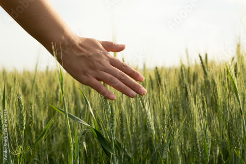Touching wheats   caucasian woman hand touching wheats. Standing in the green agricultural wheat farm. Freedom concept idea photo  closeup  copy space. Female farmer controlling crops background.