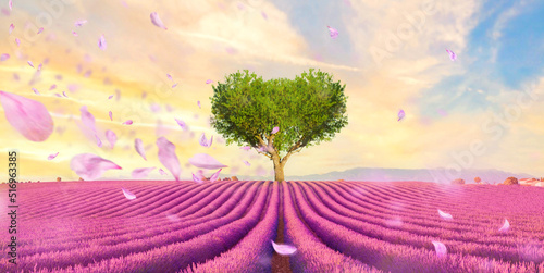 Field of lavender flowers in full bloom and lonely heart tree at sunset. beautiful inspiring landscape, colorful beauty of nature. Meadow of lavender. Valensole France, Provence-Alpes-Cote d'Azur