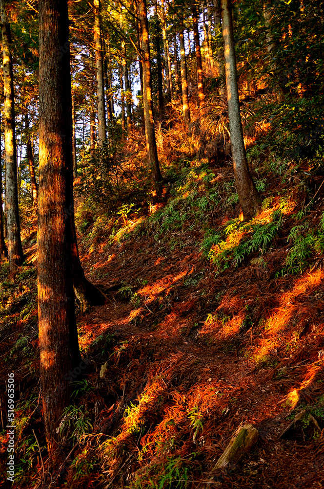 Naklejka premium 山地を染める朝日 丹沢の大山三峰山 大山三峰縦走コース 