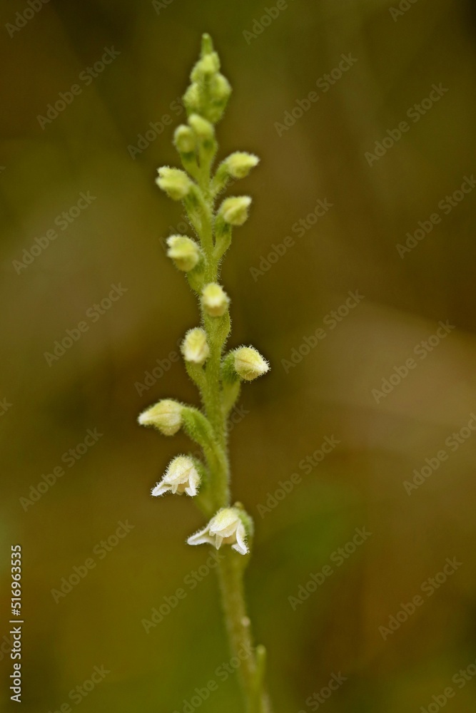 Blühendes Kriechendes Netzblatt (Goodyera repens). Blühendes Kriechendes Netzblatt (Goodyera repens).