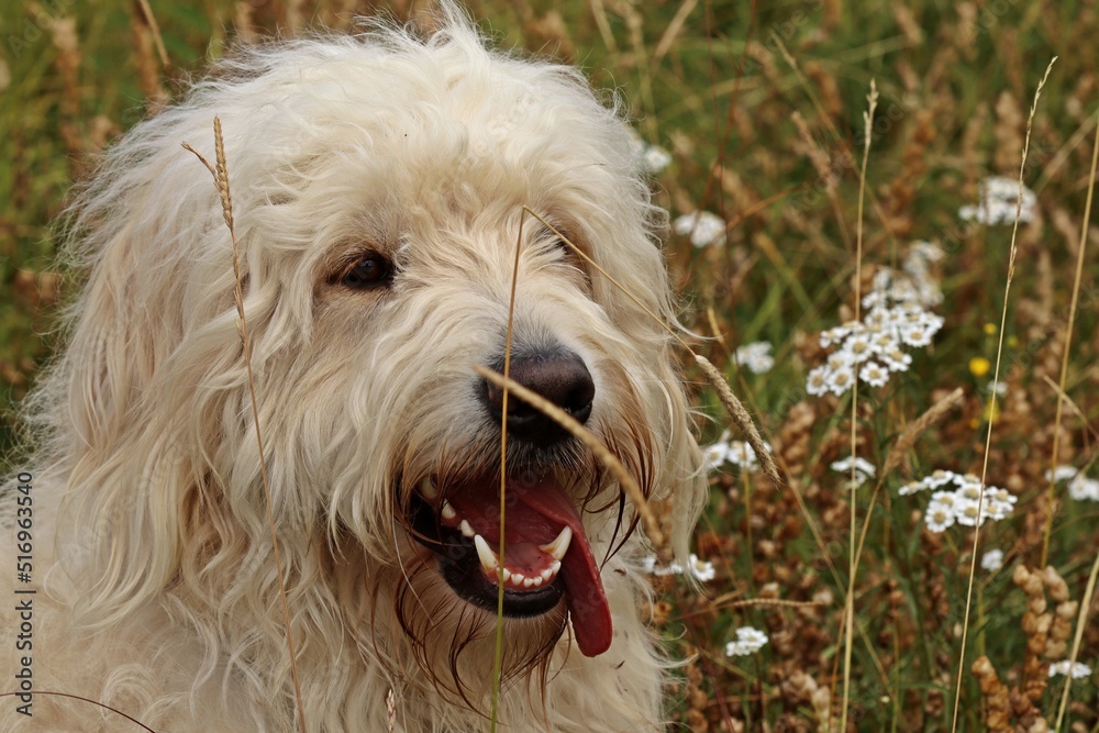 Goldendoodle auf Feuchtwiese mit Sumpf-Schafgarbe Goldendoodle auf Feuchtwiese mit Sumpf-Schafgarbe