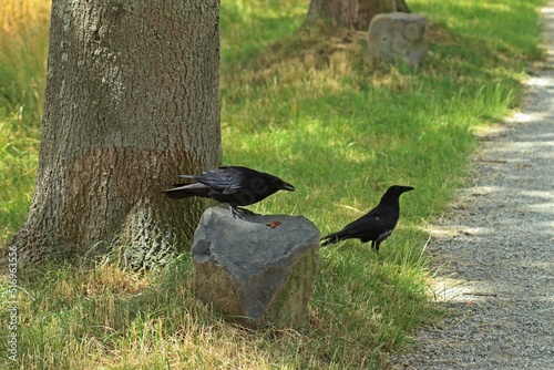 Aaskrähen (Corvus corone) auf Beuys-Stein in Kassel photo