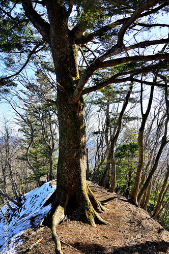 丹沢の辺室山 辺室山縦走コースのモミの大木 