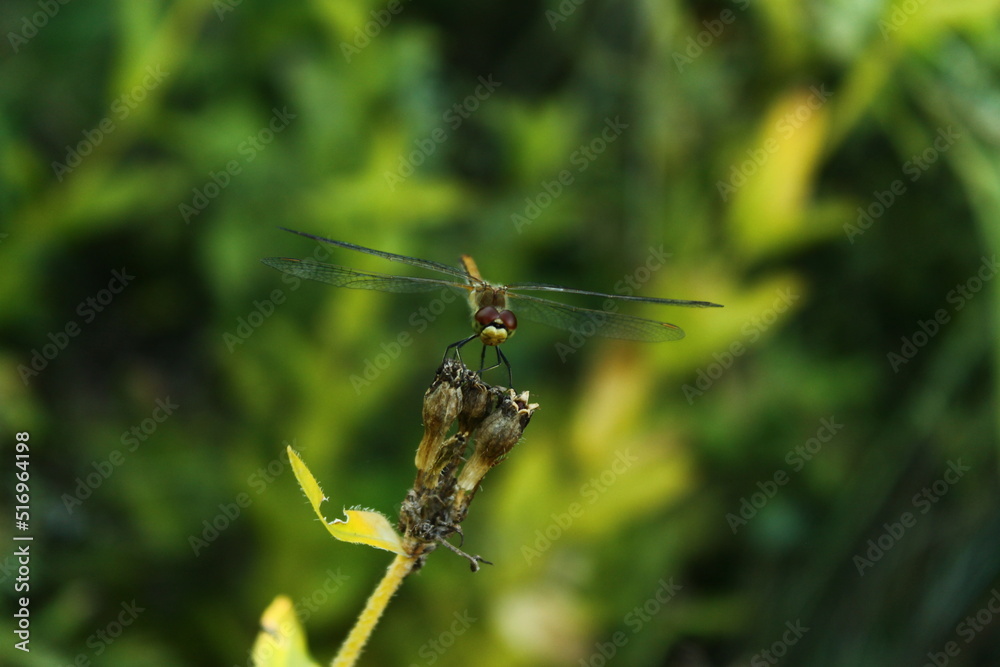dragonfly on a flower
