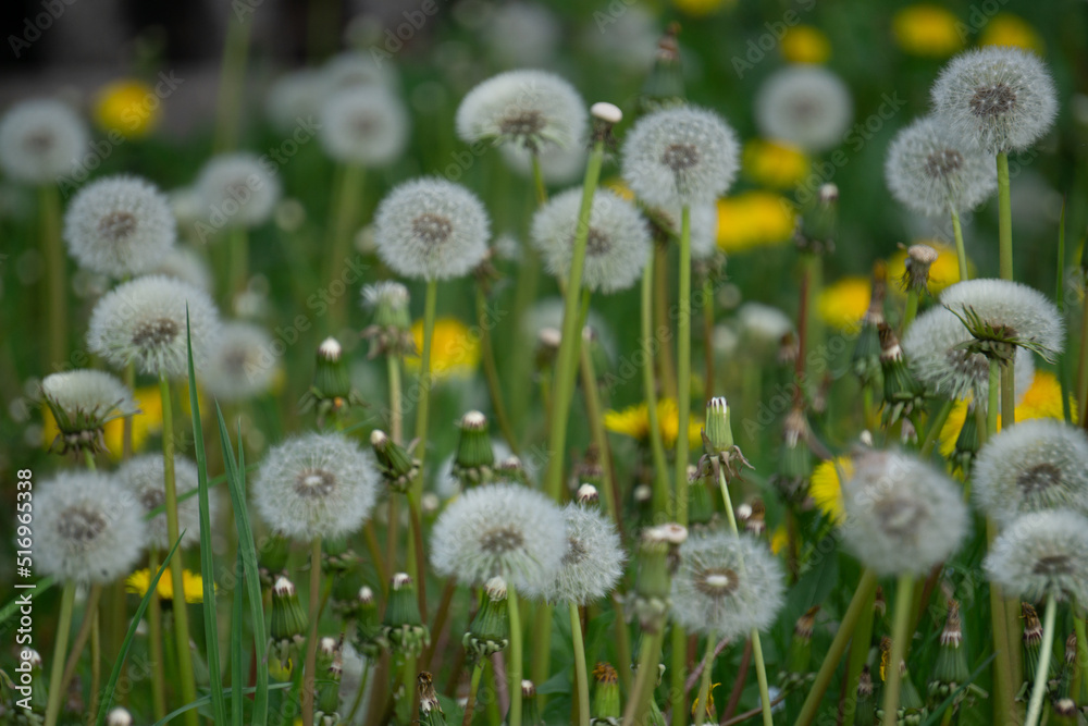 dandelions in the grass dandelions in the grass