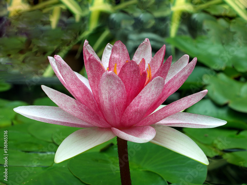 pink lotus or water lily in pond