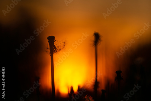 silhouette of a fire
