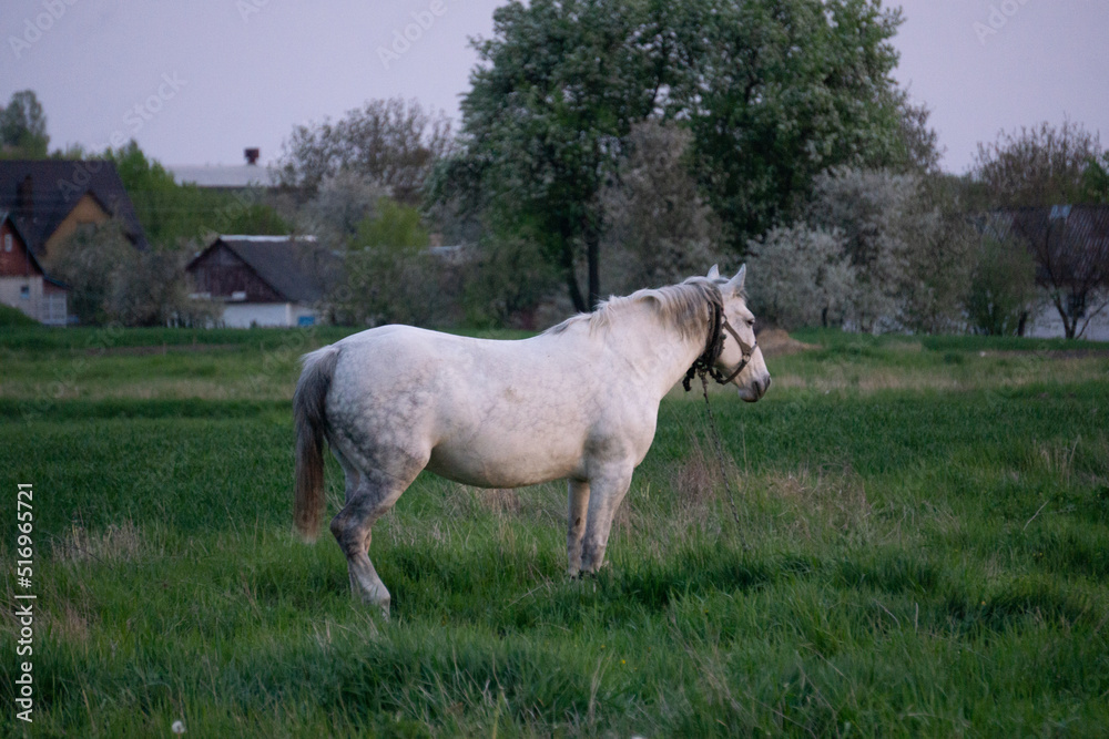 Fototapeta premium white horse in the field