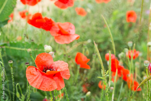 close up of a red poppy flower in afternoon in summer