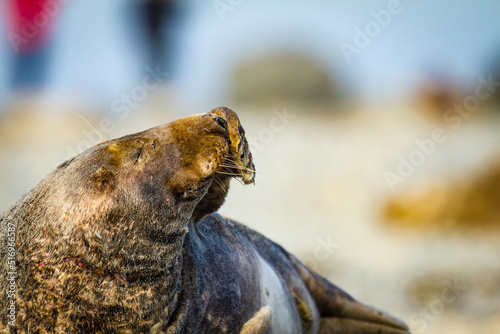 Fototapeta Naklejka Na Ścianę i Meble -  Kegelrobbe (Halichoerus grypus) am Strand von Helgoland
