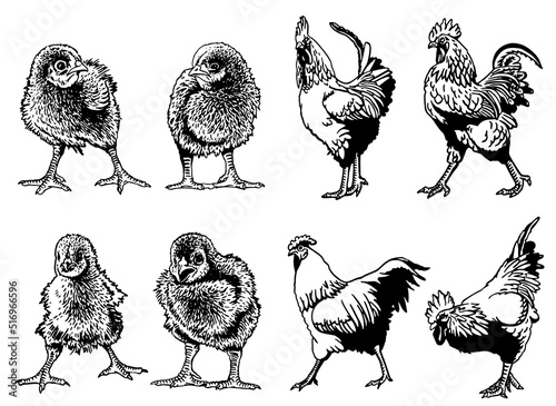 Vector set of newborn chicks  and roosters isolated on white,graphical drawing