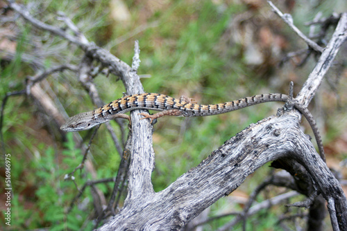 Alligator Lizard on Branch