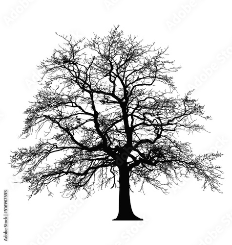 bare winter oak tree silhouette