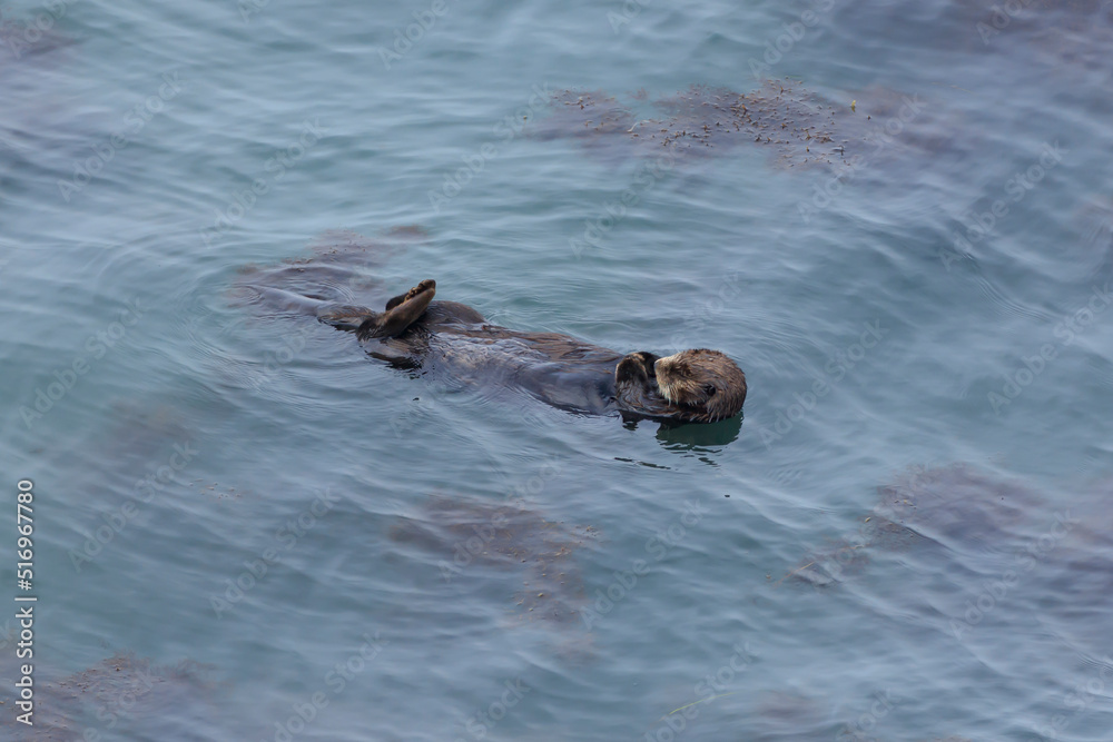 Fototapeta premium Sea otters inhabiting Cape Kiritappu