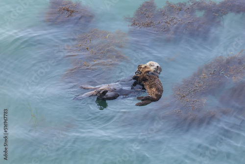 Sea otters inhabiting Cape Kiritappu © norimoto