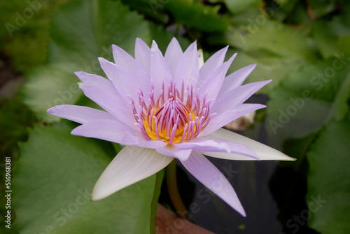 purple water lilly