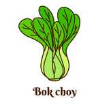 Hand drawn flat cartoon vector illustration of bok choy isolated on white background