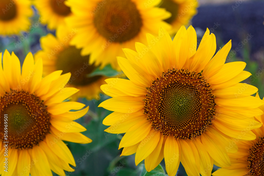 a bright yellow sunflower grows in the field background a bright yellow sunflower grows in the field background