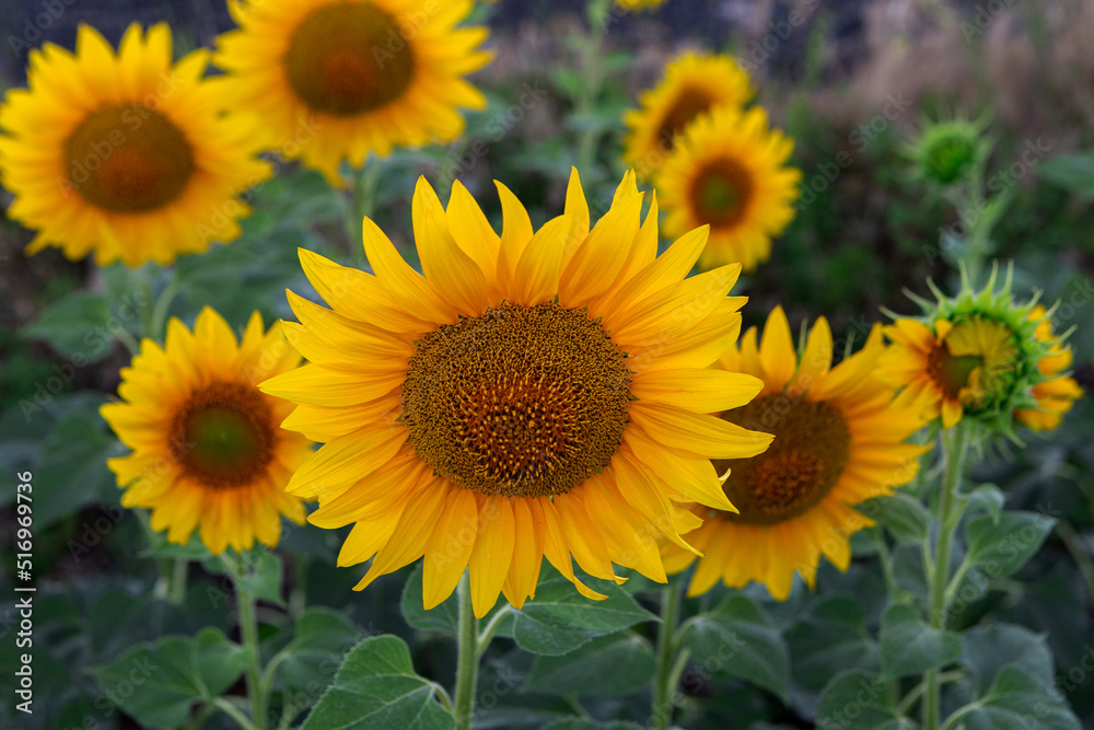 a bright yellow sunflower grows in the field background