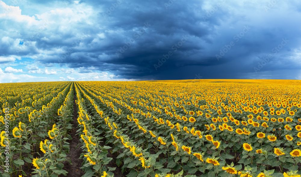 A field with blooming sunflowers at sunset.