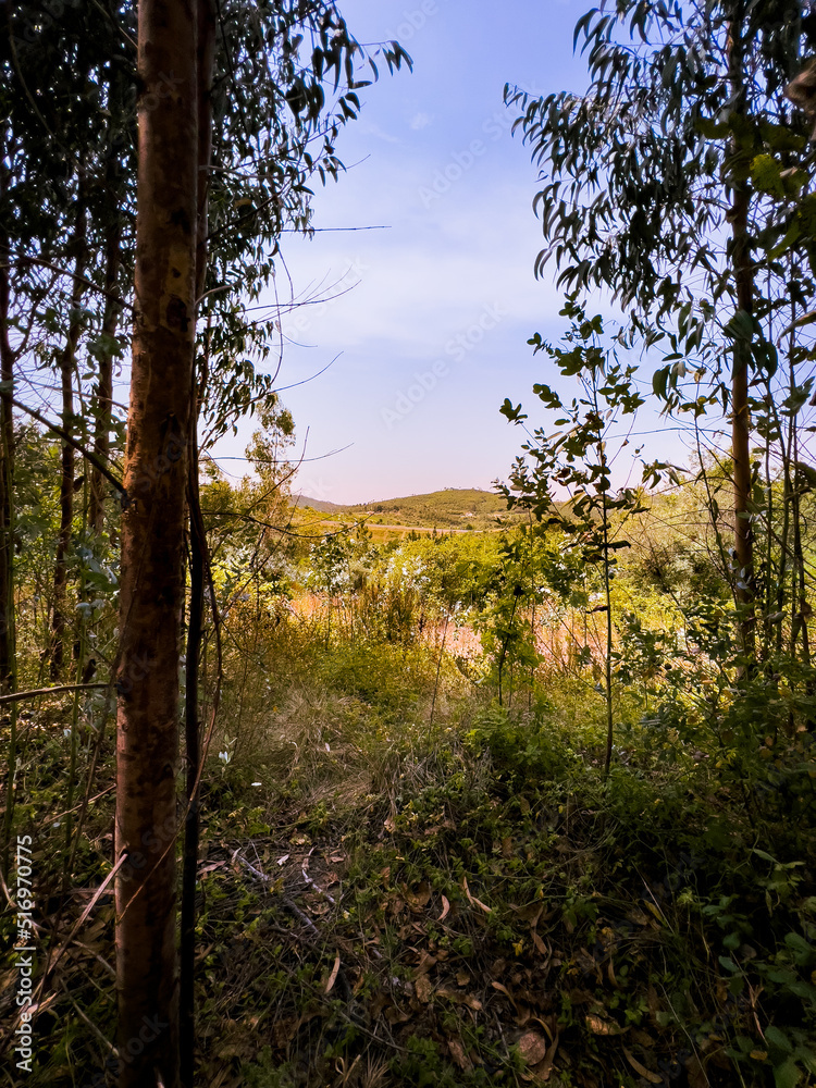 Fototapeta premium sunset in the forest