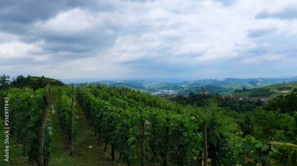 landscapes of vineyards in montà d'alba, in the Piedmontese Langhe. in the summer of 2022