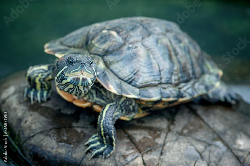 Turtle on a stone in natural environment fauna