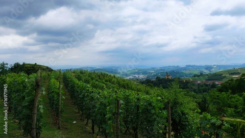 landscapes of vineyards in mont   d alba  in the Piedmontese Langhe. in the summer of 2022