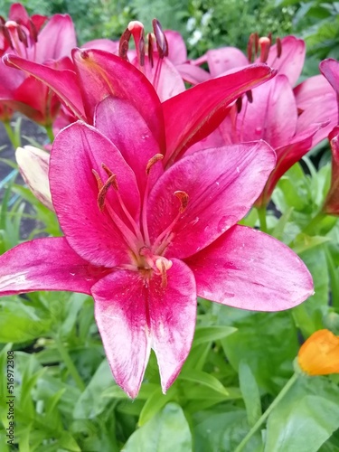 pink lilies in garden