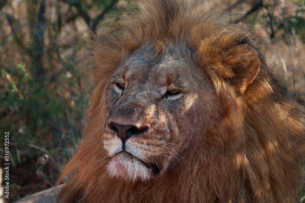 Lions in the wild Africa