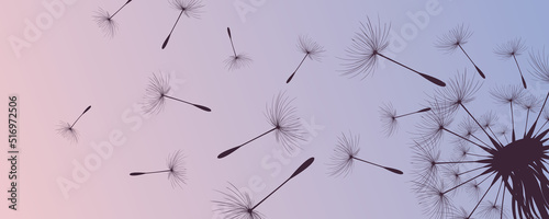 Vector illustration of dandelion time. Beautiful realistic Dandelion seeds blowing in the wind. The wind inflates a dandelion isolated in an editable evening purple sky background.